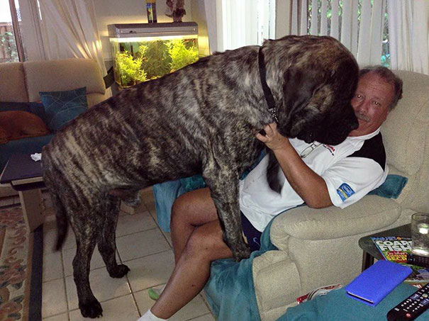 Mastim inglês Baron é maior cachorro da Austrália