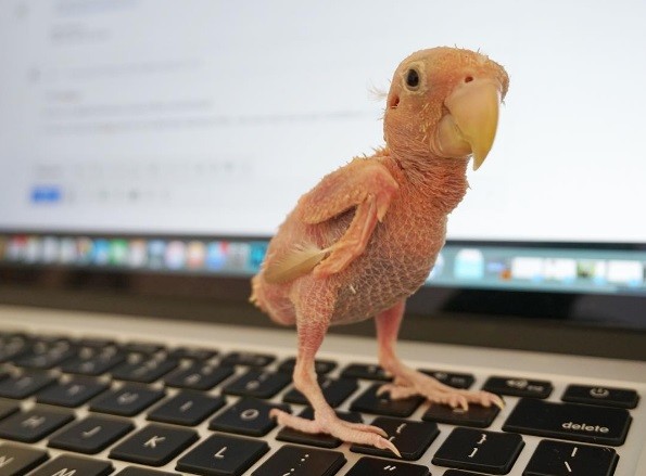 Pássaro pelado com doença rara vira celebridade na internet