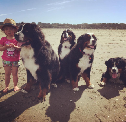 A fofa Ruby está crescendo com dois amigos do seu tamanho: os lindos Dudley (Biggie) e Lucy (Wooster), cachorros enormes no tamanho e na paciência da raça Boiadeiros de Berna.