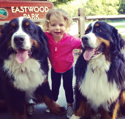 A fofa Ruby está crescendo com dois amigos do seu tamanho: os lindos Dudley (Biggie) e Lucy (Wooster), cachorros enormes no tamanho e na paciência da raça Boiadeiros de Berna.