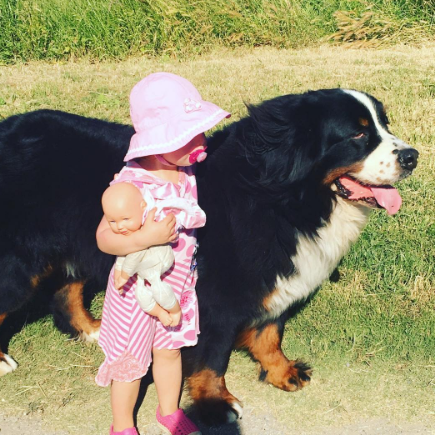 A fofa Ruby está crescendo com dois amigos do seu tamanho: os lindos Dudley (Biggie) e Lucy (Wooster), cachorros enormes no tamanho e na paciência da raça Boiadeiros de Berna.