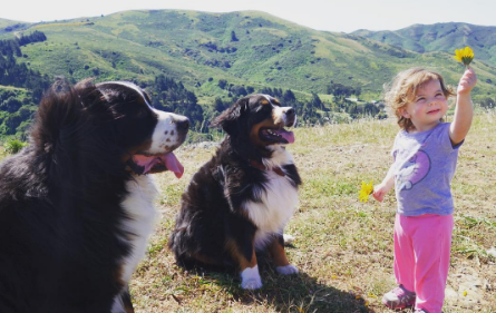 A fofa Ruby está crescendo com dois amigos do seu tamanho: os lindos Dudley (Biggie) e Lucy (Wooster), cachorros enormes no tamanho e na paciência da raça Boiadeiros de Berna.