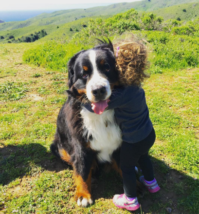 A fofa Ruby está crescendo com dois amigos do seu tamanho: os lindos Dudley (Biggie) e Lucy (Wooster), cachorros enormes no tamanho e na paciência da raça Boiadeiros de Berna.