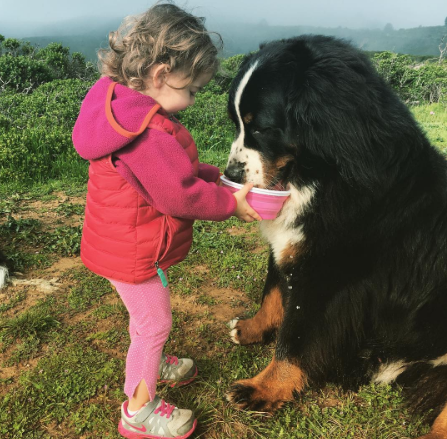 A fofa Ruby está crescendo com dois amigos do seu tamanho: os lindos Dudley (Biggie) e Lucy (Wooster), cachorros enormes no tamanho e na paciência da raça Boiadeiros de Berna.