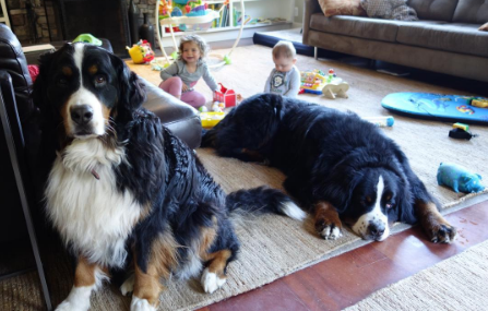 A fofa Ruby está crescendo com dois amigos do seu tamanho: os lindos Dudley (Biggie) e Lucy (Wooster), cachorros enormes no tamanho e na paciência da raça Boiadeiros de Berna.