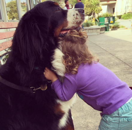 A fofa Ruby está crescendo com dois amigos do seu tamanho: os lindos Dudley (Biggie) e Lucy (Wooster), cachorros enormes no tamanho e na paciência da raça Boiadeiros de Berna.