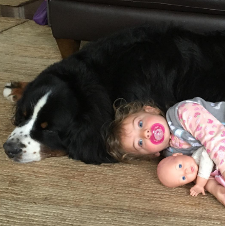 A fofa Ruby está crescendo com dois amigos do seu tamanho: os lindos Dudley (Biggie) e Lucy (Wooster), cachorros enormes no tamanho e na paciência da raça Boiadeiros de Berna.