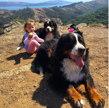 A fofa Ruby está crescendo com dois amigos do seu tamanho: os lindos Dudley (Biggie) e Lucy (Wooster), cachorros enormes no tamanho e na paciência da raça Boiadeiros de Berna.