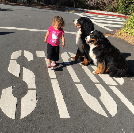 A fofa Ruby está crescendo com dois amigos do seu tamanho: os lindos Dudley (Biggie) e Lucy (Wooster), cachorros enormes no tamanho e na paciência da raça Boiadeiros de Berna.