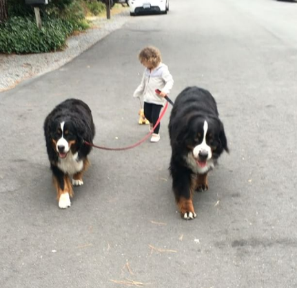 A fofa Ruby está crescendo com dois amigos do seu tamanho: os lindos Dudley (Biggie) e Lucy (Wooster), cachorros enormes no tamanho e na paciência da raça Boiadeiros de Berna.