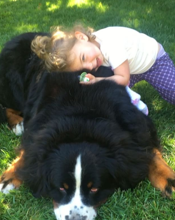 A fofa Ruby está crescendo com dois amigos do seu tamanho: os lindos Dudley (Biggie) e Lucy (Wooster), cachorros enormes no tamanho e na paciência da raça Boiadeiros de Berna.