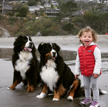 A fofa Ruby está crescendo com dois amigos do seu tamanho: os lindos Dudley (Biggie) e Lucy (Wooster), cachorros enormes no tamanho e na paciência da raça Boiadeiros de Berna.