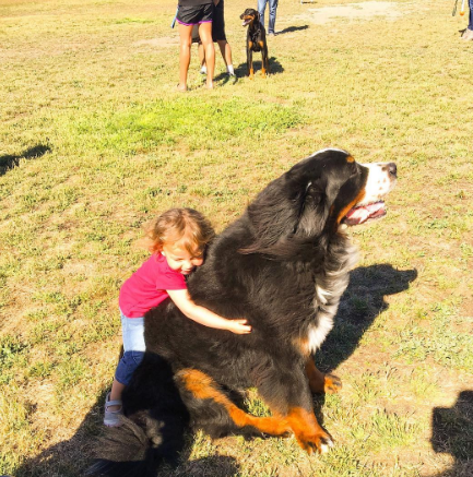 A fofa Ruby está crescendo com dois amigos do seu tamanho: os lindos Dudley (Biggie) e Lucy (Wooster), cachorros enormes no tamanho e na paciência da raça Boiadeiros de Berna.