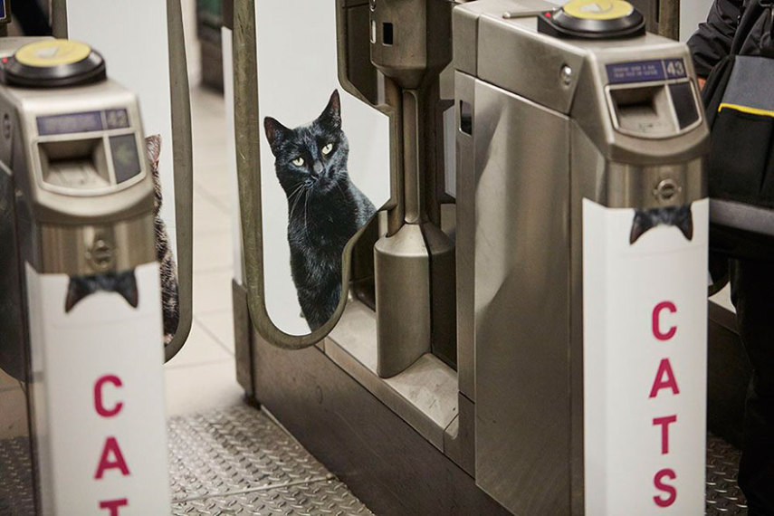 Estação do metrô em Londres é dominada por anúncios de gatos