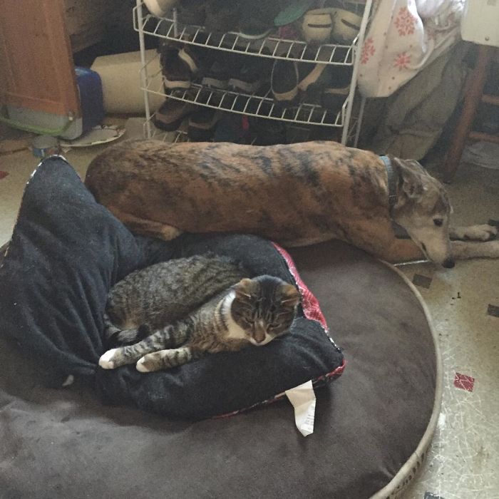Gatíneos roubando a cama de catioros