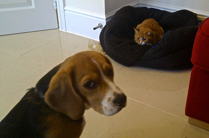 Gatíneos roubando a cama de catioros