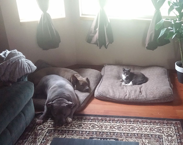 Gatíneos roubando a cama de catioros