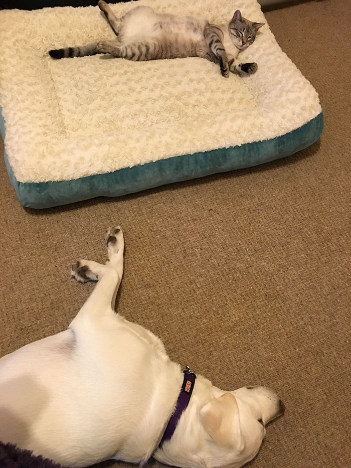 Gatíneos roubando a cama de catioros
