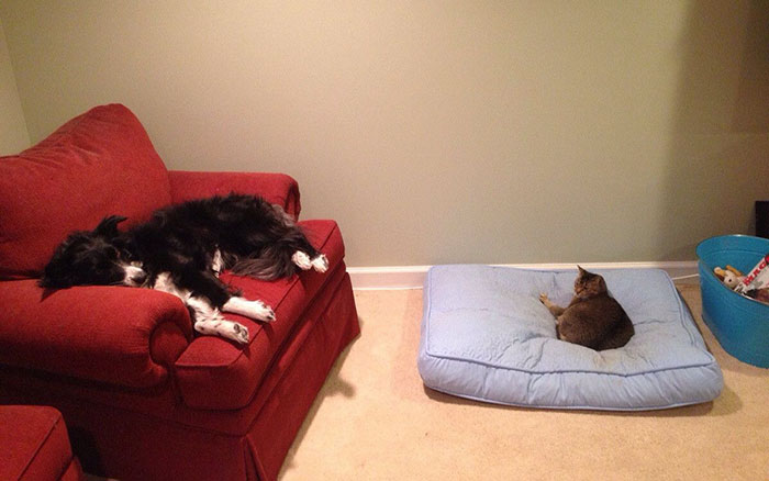 Gatíneos roubando a cama de catioros