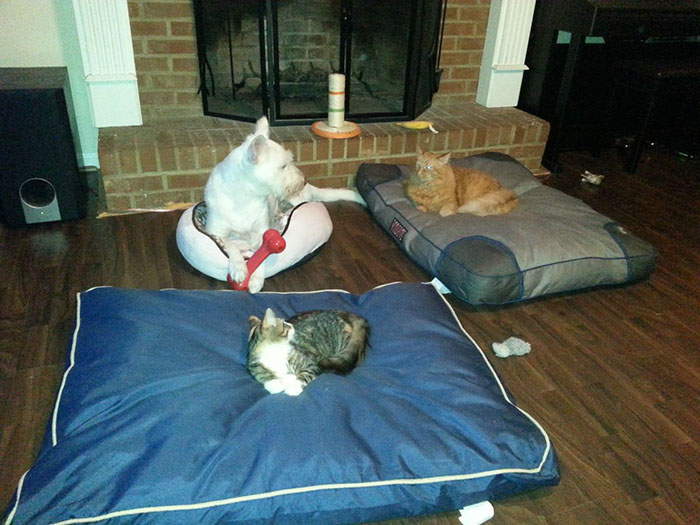 Gatíneos roubando a cama de catioros
