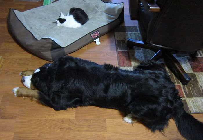 Gatíneos roubando a cama de catioros