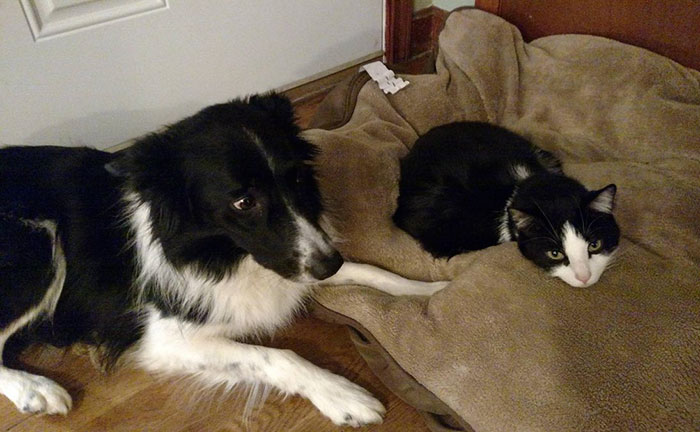Gatíneos roubando a cama de catioros