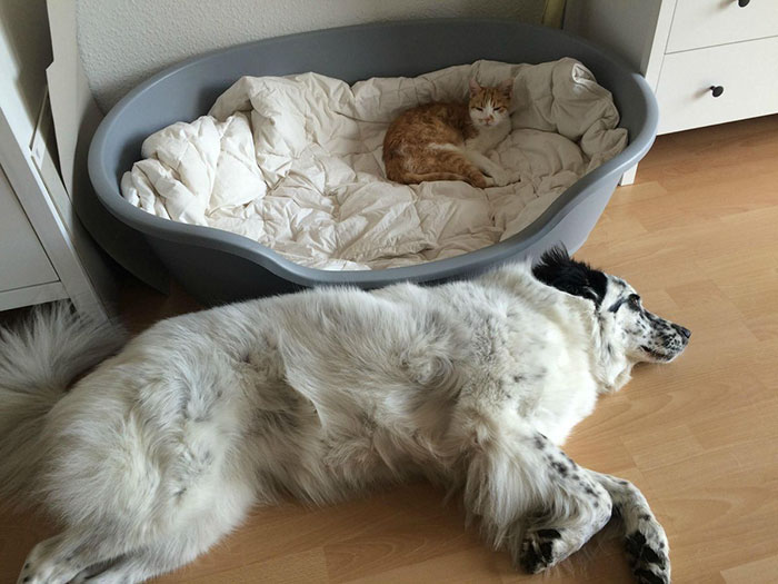 Gatíneos roubando a cama de catioros