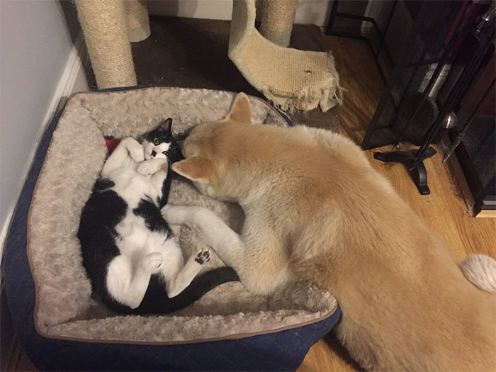Gatíneos roubando a cama de catioros