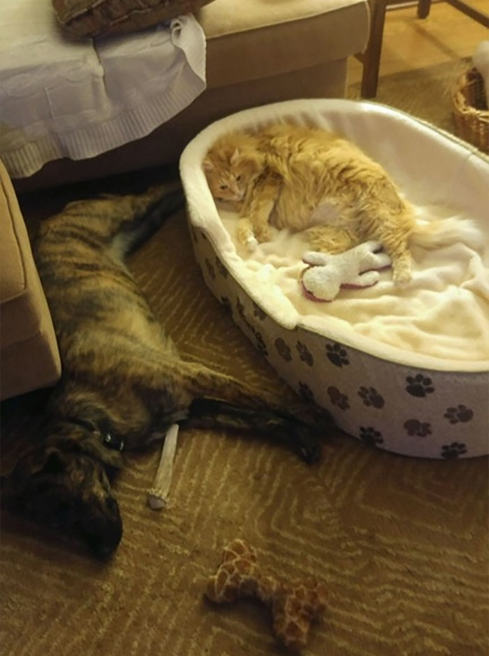 Gatíneos roubando a cama de catioros