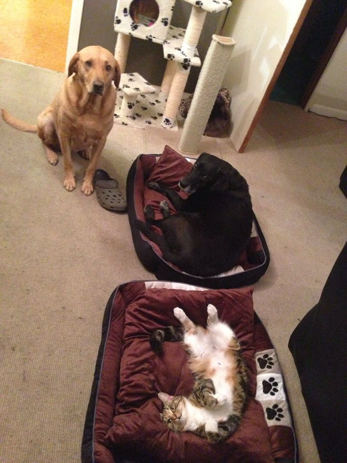 Gatíneos roubando a cama de catioros