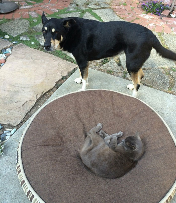 Gatíneos roubando a cama de catioros