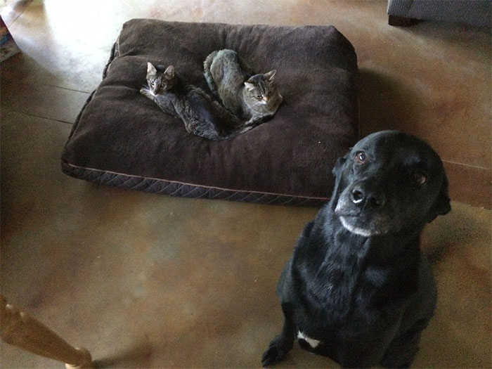Gatíneos roubando a cama de catioros