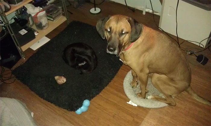 Gatíneos roubando a cama de catioros
