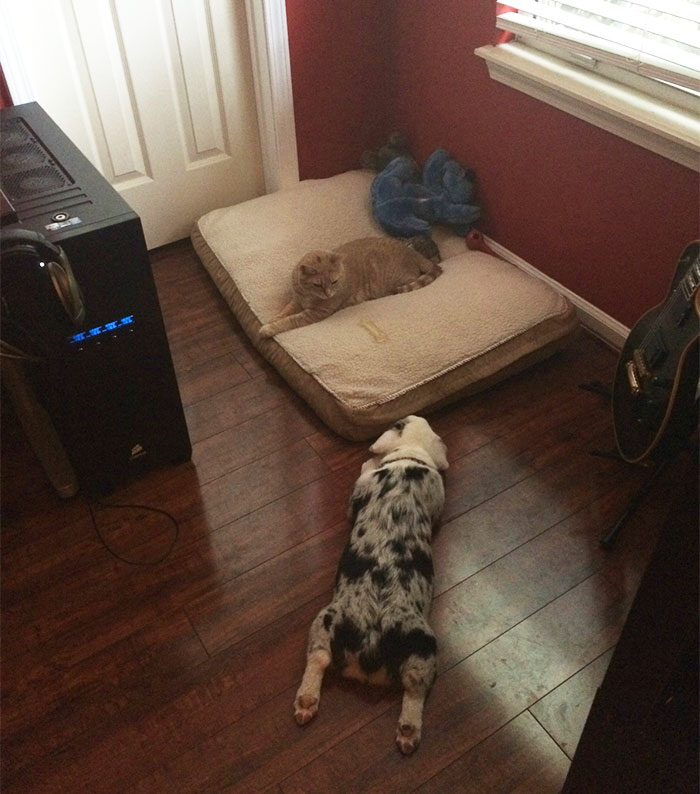 Gatíneos roubando a cama de catioros