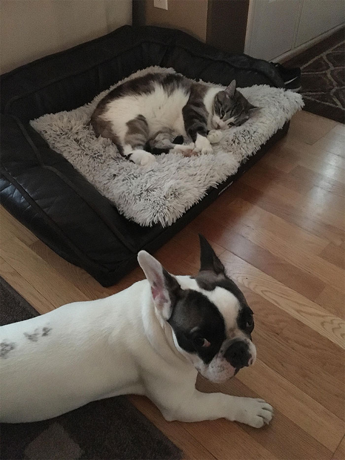 Gatíneos roubando a cama de catioros