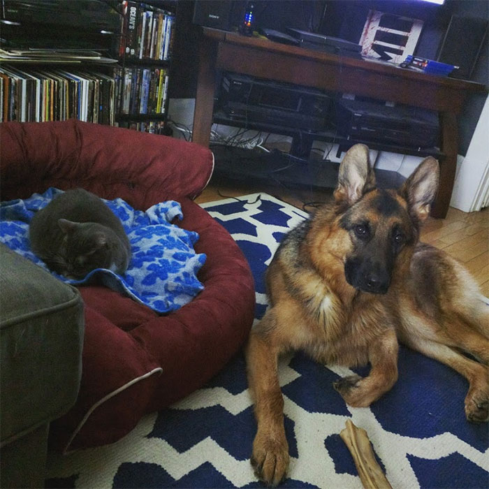 Gatíneos roubando a cama de catioros