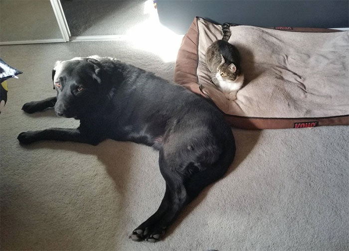 Gatíneos roubando a cama de catioros