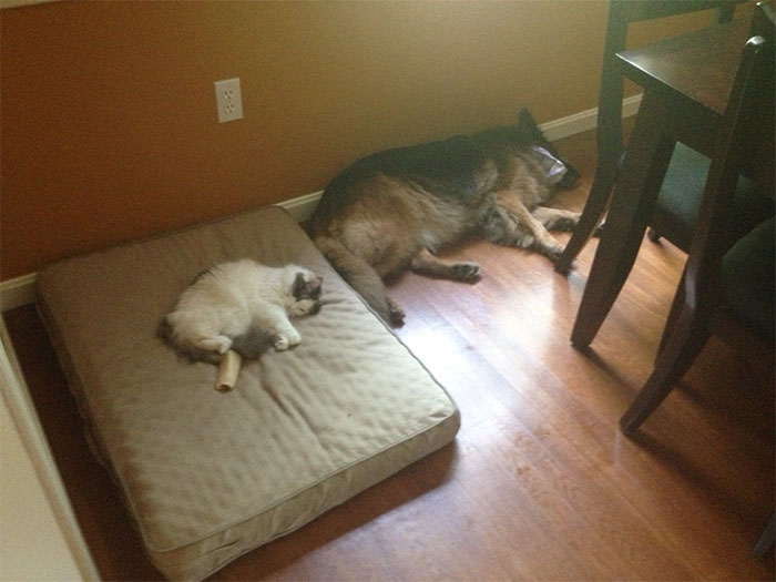 Gatíneos roubando a cama de catioros
