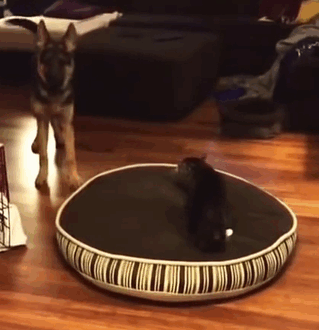 Gatíneos roubando a cama de catioros