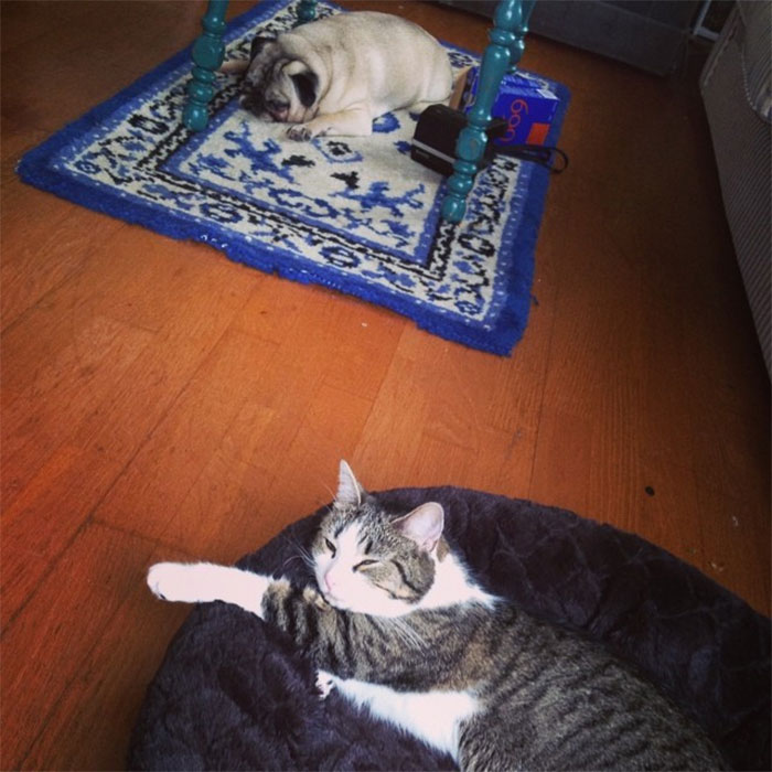 Gatíneos roubando a cama de catioros