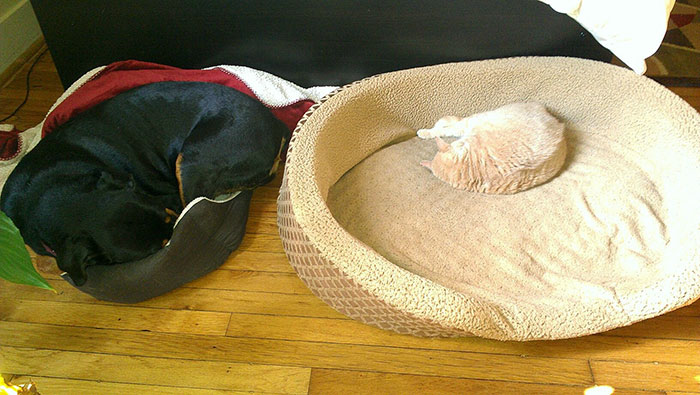 Gatíneos roubando a cama de catioros