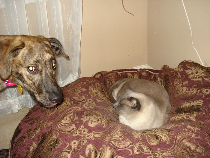 Gatíneos roubando a cama de catioros