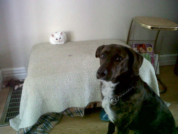 Gatíneos roubando a cama de catioros