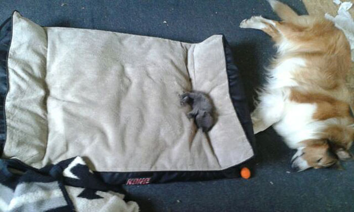 Gatíneos roubando a cama de catioros