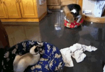Gatíneos roubando a cama de catioros