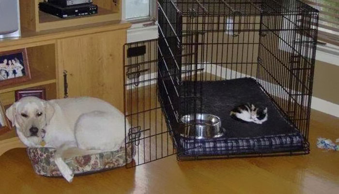 Gatíneos roubando a cama de catioros