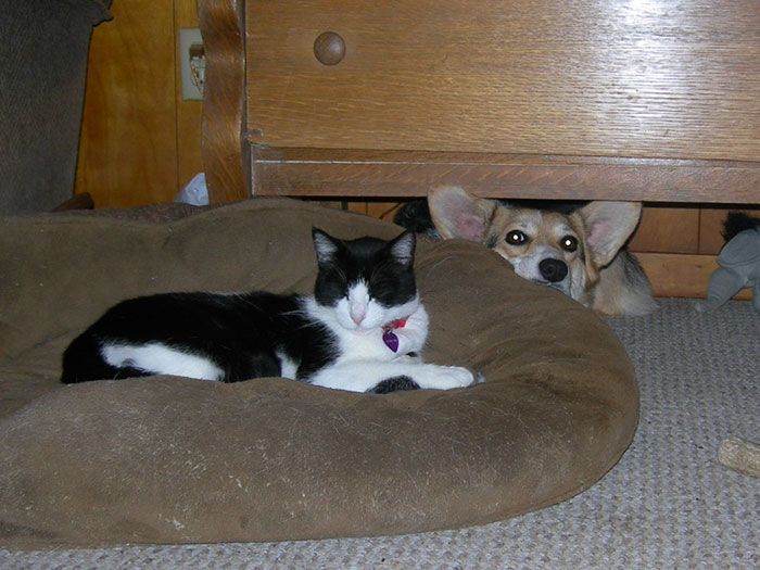 Gatíneos roubando a cama de catioros
