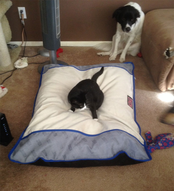 Gatíneos roubando a cama de catioros