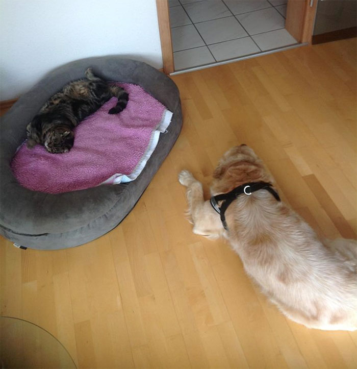 Gatíneos roubando a cama de catioros