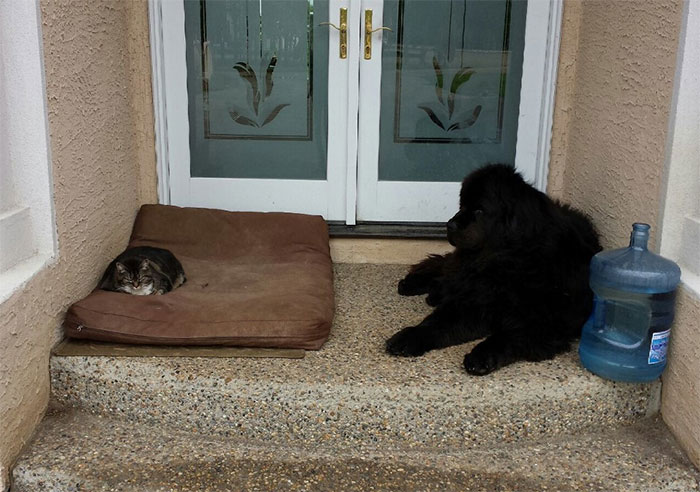 Gatíneos roubando a cama de catioros